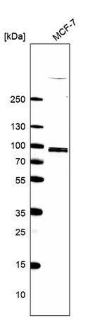 Western blot analysis in human cell line MCF-7.