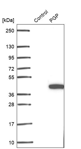 Anti-PGP Antibody