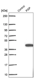 Anti-PGP Antibody