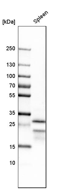 Anti-CLEC4C Antibody