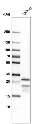 Anti-CLEC4C Antibody