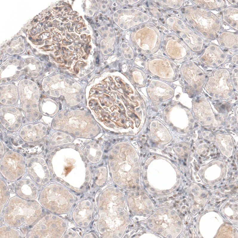 Anti-NCR3LG1 Antibody
