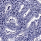 Immunohistochemical staining of human endometrium shows no positivity in glandular cells as expected.