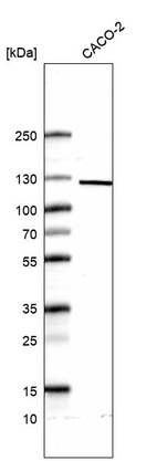 Anti-MYO19 Antibody