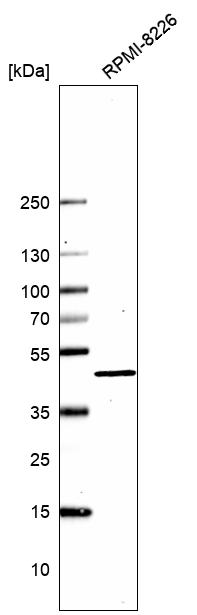 Anti-CXCR3 Antibody