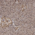 Immunohistochemical staining of human pancreas shows moderate nuclear positivity in exocrine glandular cells.
