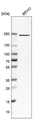 Western blot analysis in human cell line BEWO.