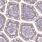 Immunohistochemical staining of human small intestine shows moderate cytoplasmic granular positivity in glandular cells.