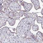 Immunohistochemical staining of human placenta shows weak cytoplasmic granular positivity in trophoblastic cells.