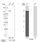 Western blot analysis in human cell lines RT-4 and PC-3 using Anti-FAM83B antibody. Corresponding FAM83B RNA-seq data are presented for the same cell lines. Loading control: Anti-COX4I1.