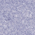 Immunohistochemical staining of human pancreas shows no positivity in exocrine glandular cells as expected.