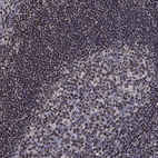 Immunohistochemical staining of human tonsil shows moderate cytoplasmic positivity in germinal center cells and non-germinal center cells.