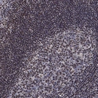 Immunohistochemical staining of human tonsil shows moderate cytoplasmic positivity in germinal center cells and non-germinal center cells.