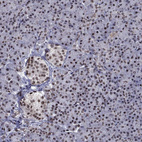 Immunohistochemical staining of human pancreas shows moderate cytoplasmic positivity in islets of Langerhans.