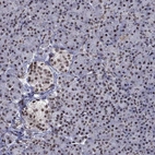 Immunohistochemical staining of human pancreas shows moderate cytoplasmic positivity in islets of Langerhans.