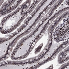 Immunohistochemical staining of human small intestine shows moderate cytoplasmic positivity in glandular cells.