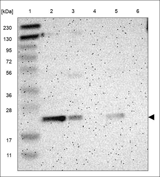 Anti-SAYSD1 Antibody