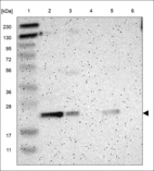 Anti-SAYSD1 Antibody