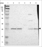 Anti-TNFSF15 Antibody