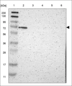 Anti-HDX Antibody