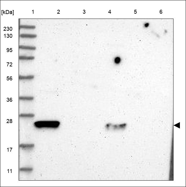 Anti-PRXL2A Antibody