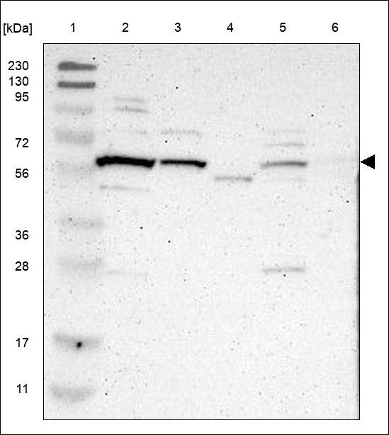 Anti-TRAF2 Antibody