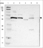 Anti-TRAF2 Antibody