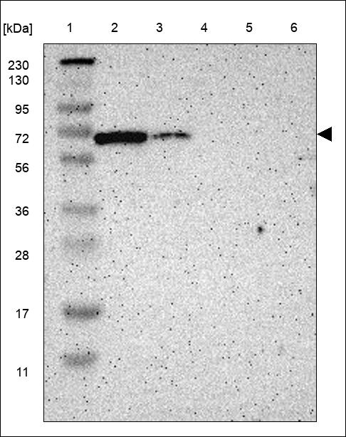 Anti-ERVMER34-1 Antibody
