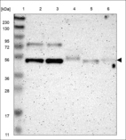 Anti-CBX4 Antibody