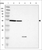 Anti-NETO1 Antibody
