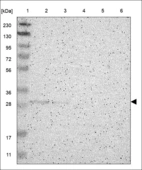 Anti-COPS7A Antibody