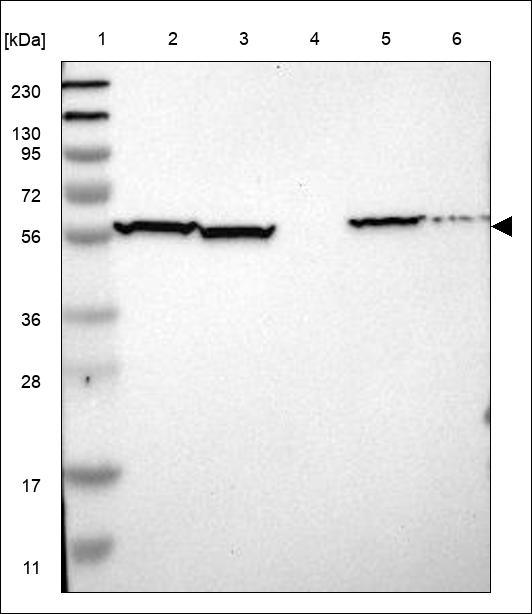 Anti-C17orf80 Antibody