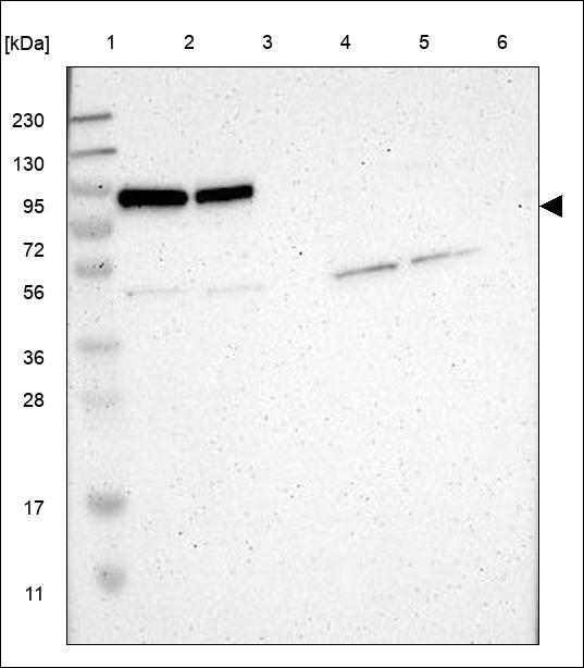Anti-NCBP3 Antibody