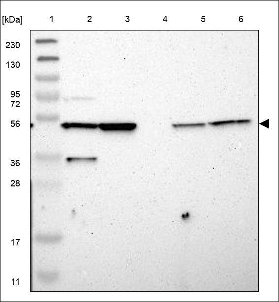 Anti-GJC1 Antibody