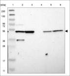 Anti-GJC1 Antibody