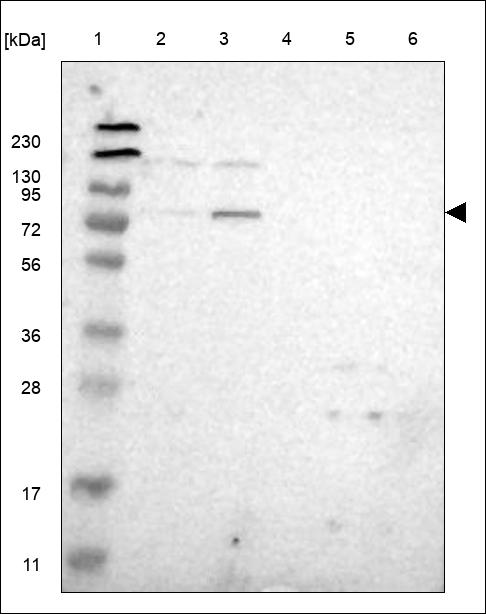Anti-SYDE1 Antibody