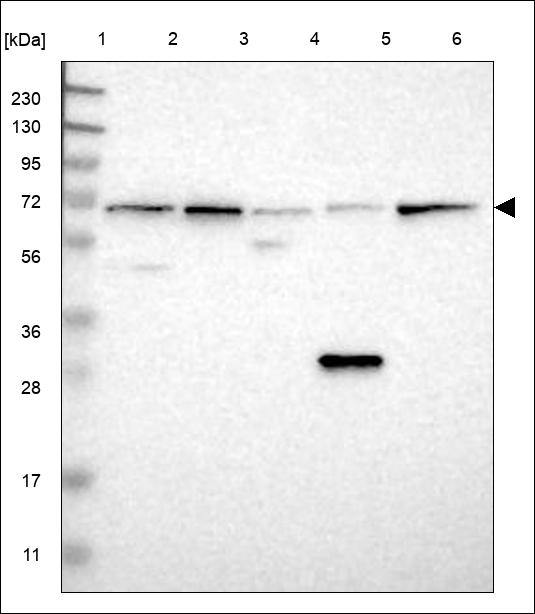 Anti-PDCD7 Antibody