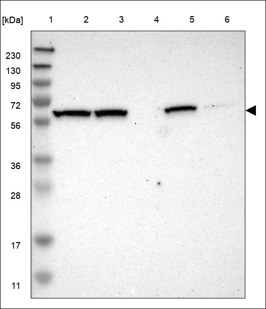 Anti-PIAS2 Antibody