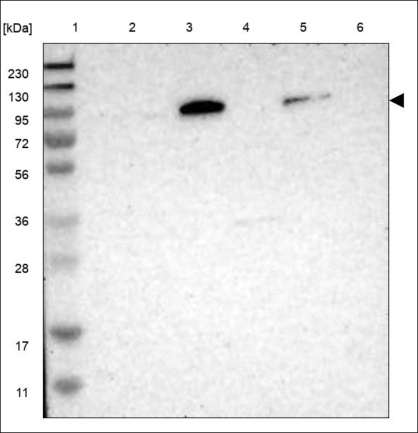 Anti-SLC4A1 Antibody