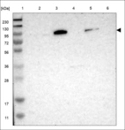 Anti-SLC4A1 Antibody