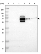 Anti-CDC7 Antibody