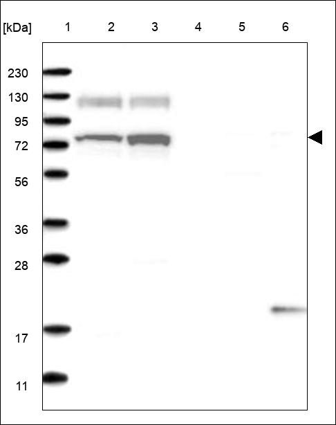Anti-USP16 Antibody