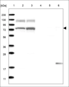 Anti-USP16 Antibody