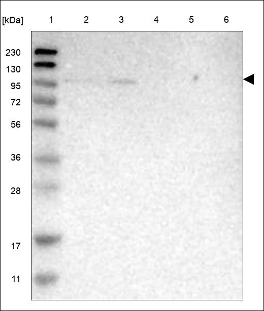 Anti-LATS2 Antibody