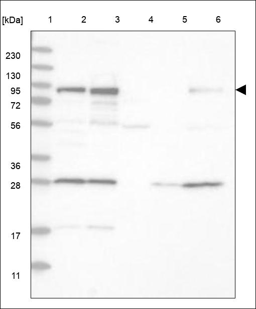 Anti-BRD7 Antibody