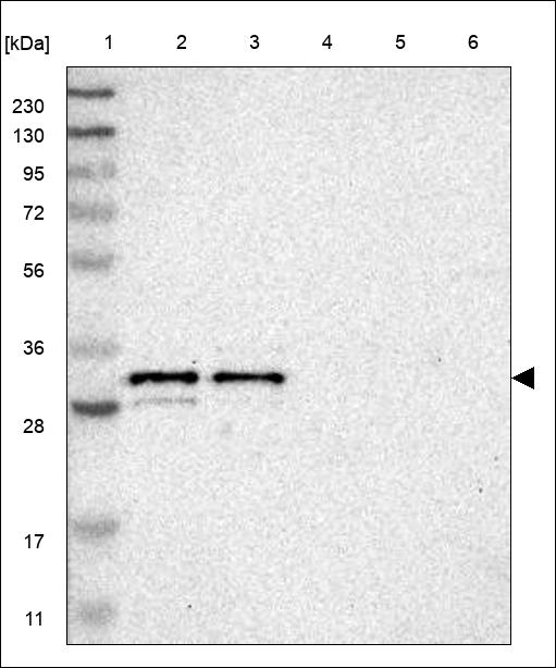 Anti-SNF8 Antibody