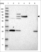 Anti-PDE1C Antibody
