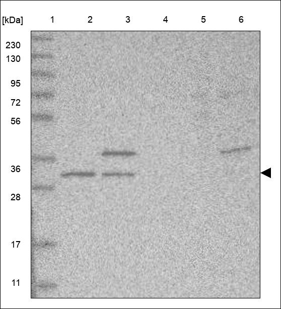 Anti-C8orf76 Antibody