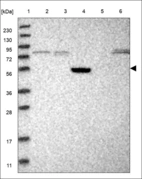 Anti-RTN4RL1 Antibody
