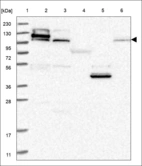 Anti-EMSY Antibody